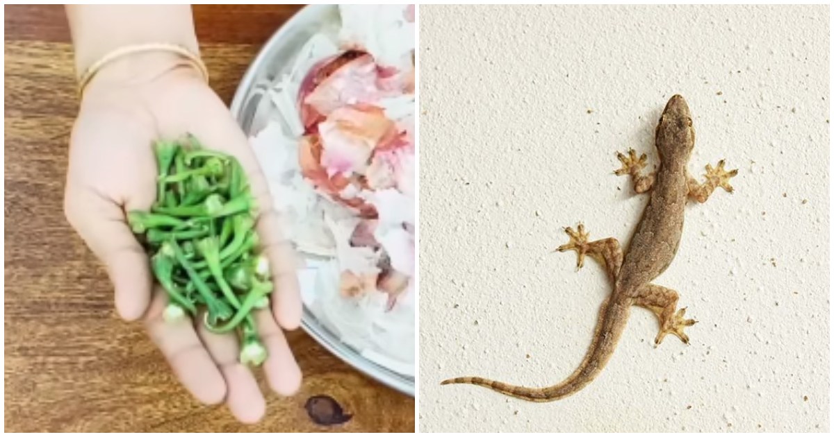 Get Rid Of lizard using Green chilly