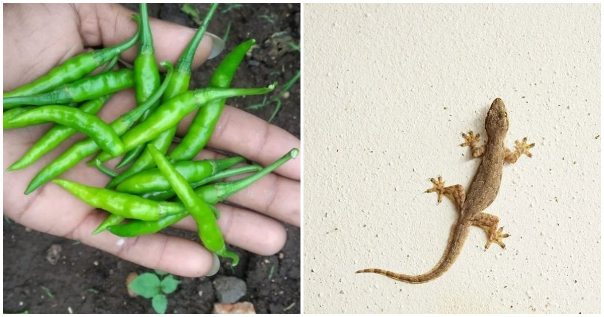 Get rid of lizards using Green Chilly