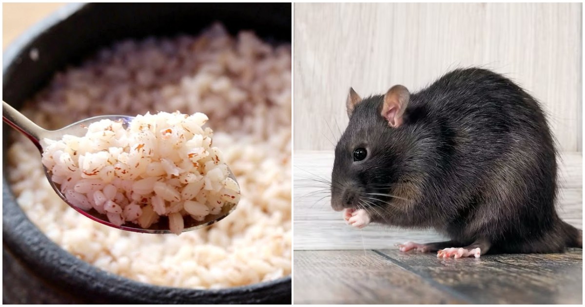 Get rid of rats using cooked rice