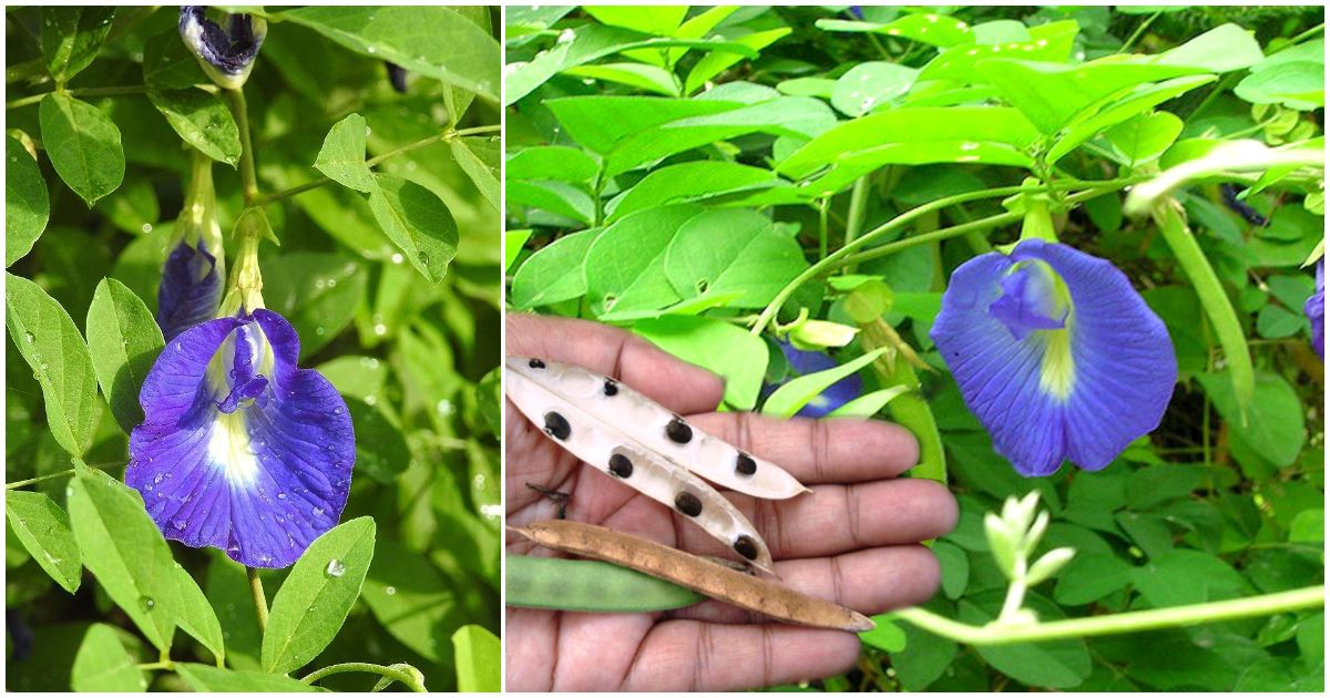 Shankupushpam Plant Health Benefits