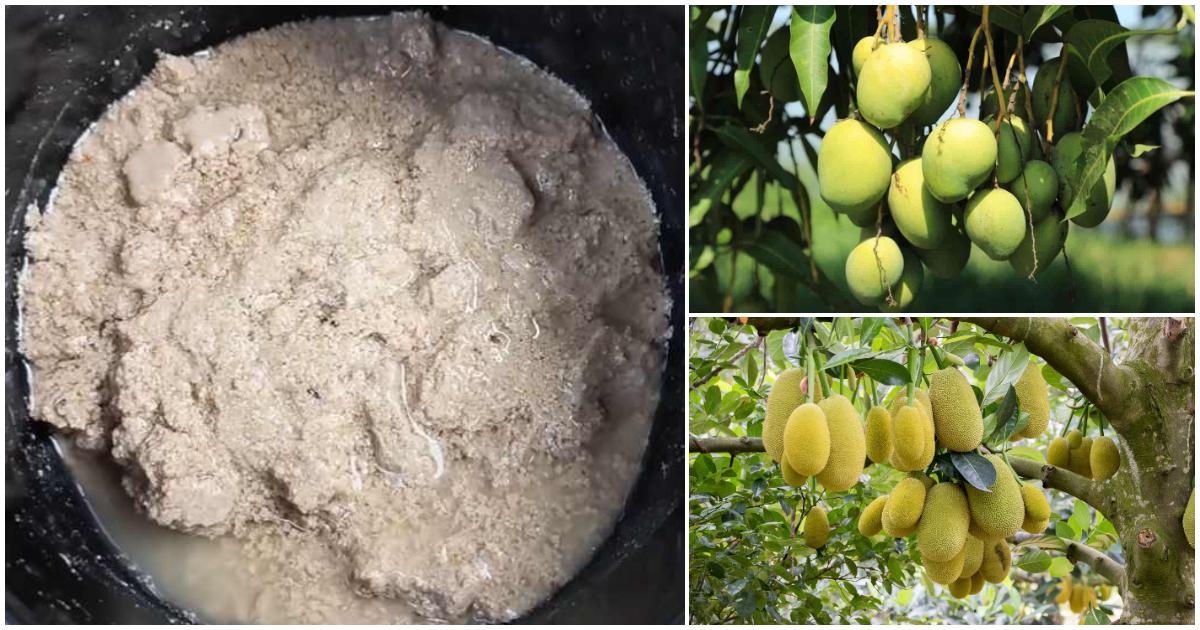 Solution To Get More Mangoes And Jackfruits