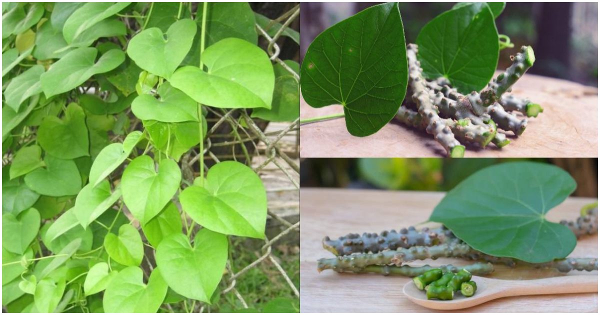 Chittamruthu plant health benefits