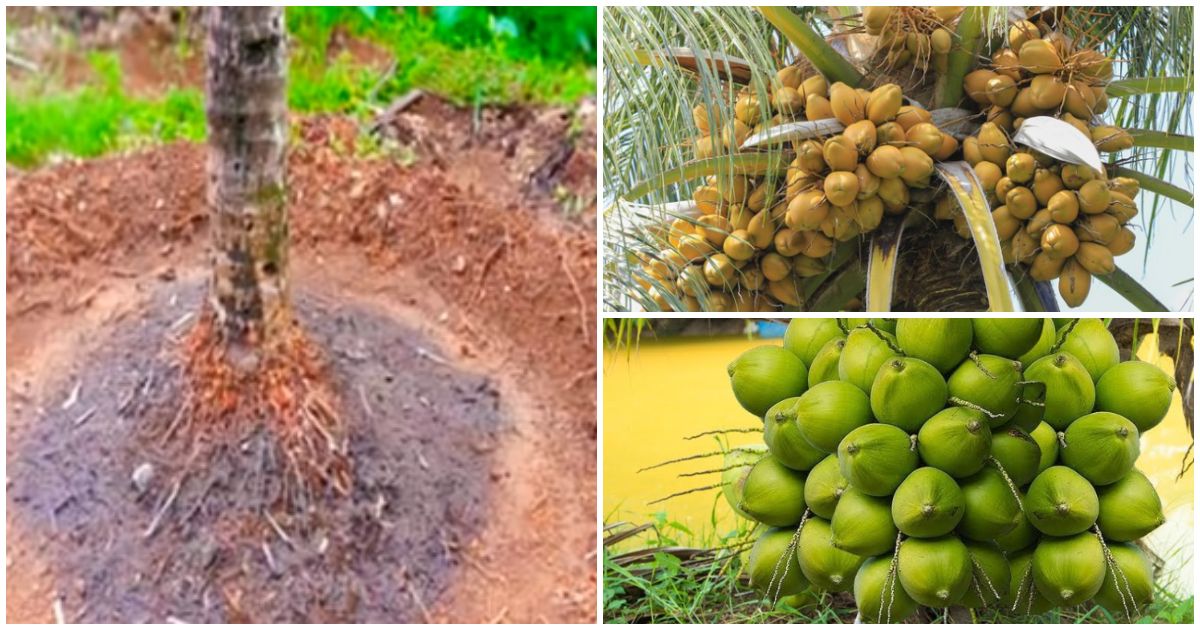 Easy Coconut Cultivation tips