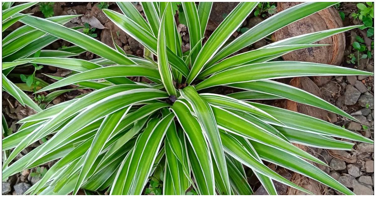 Easy Spider Plant care tips
