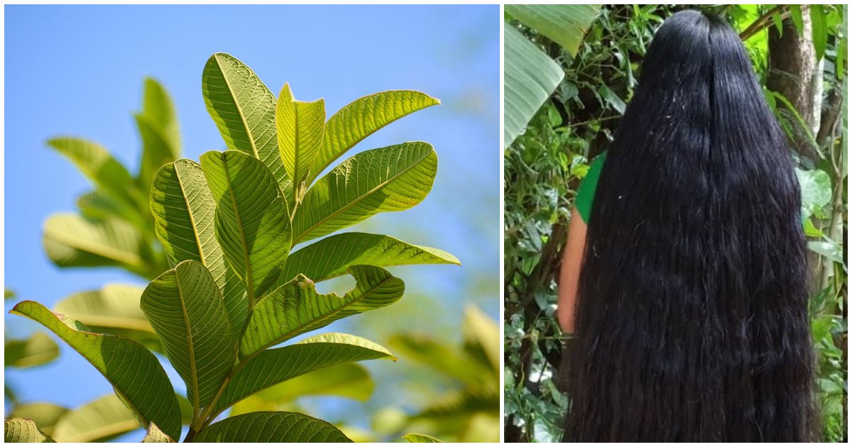 Guava leaf for hair care & health care