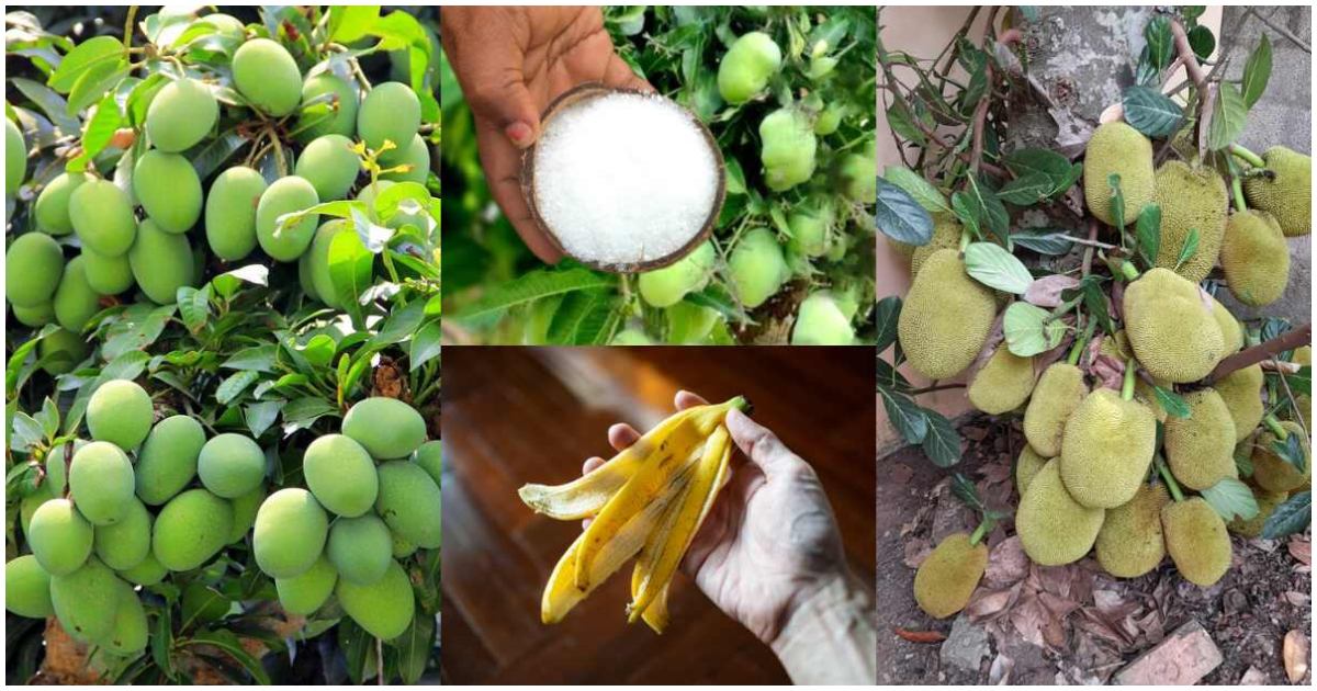 Salt and banana peels for mango tree