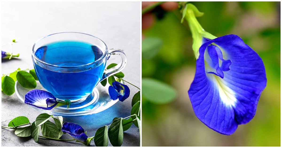 Shankupushpam Tea Health Benefits