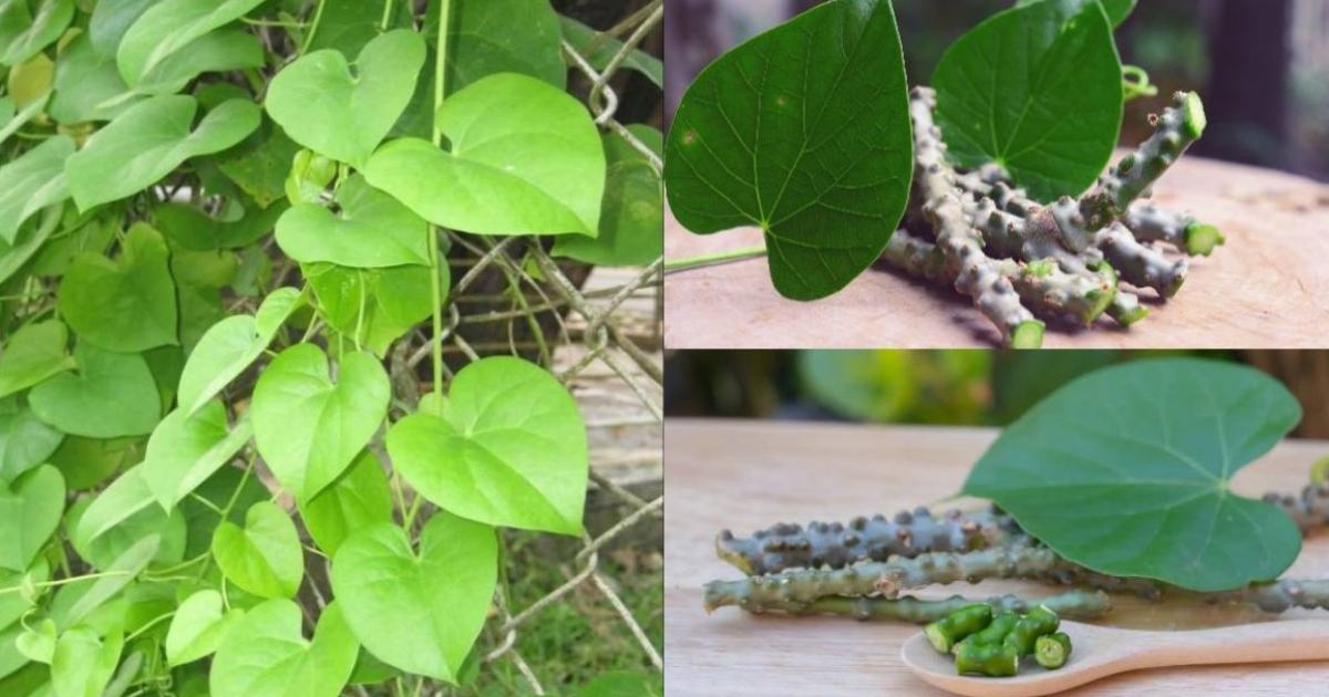 Chittamruthu plant benefits
