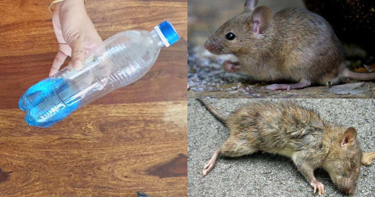 Get rid of rats and mosquitoes