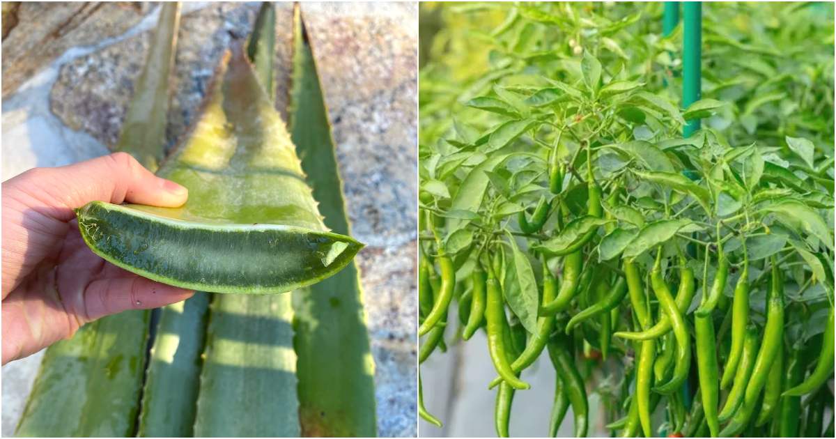 Green Chilly Cultivation using Aloevera Leaf