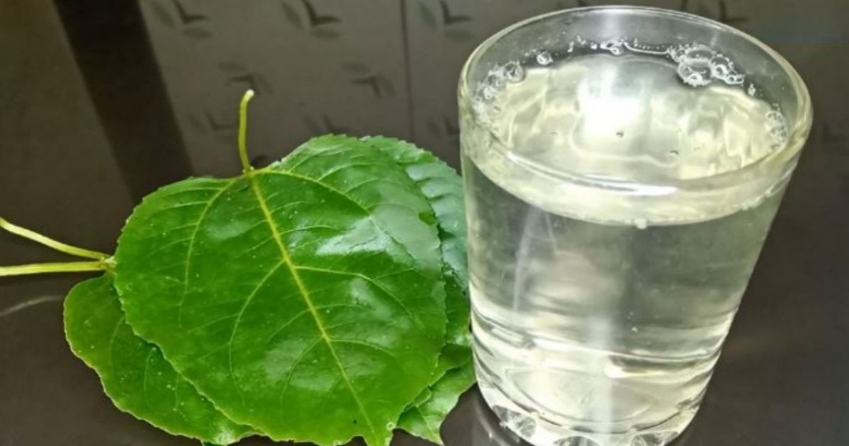 Passion Fruit Leaves water Benefits