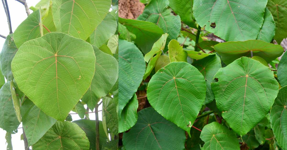 Vattayila plant health benefits