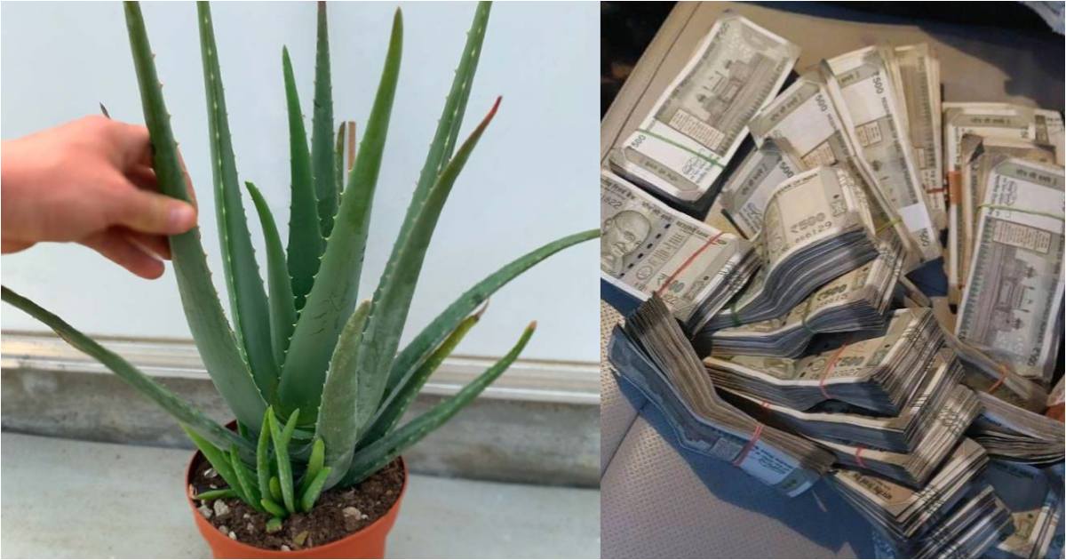 Aloevera at home Astrology