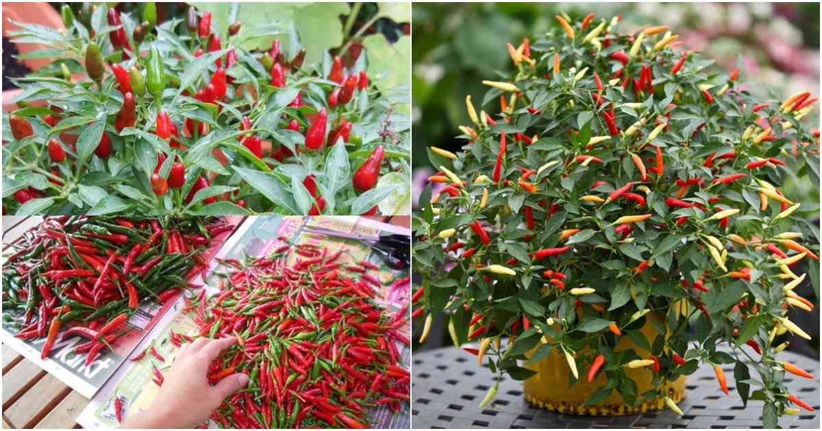 Cultivation of Kanthari chilli