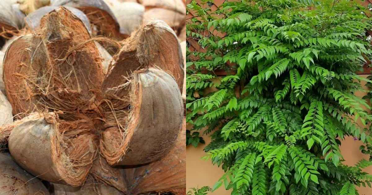 Curry leaves cultivation tips using coconut husk