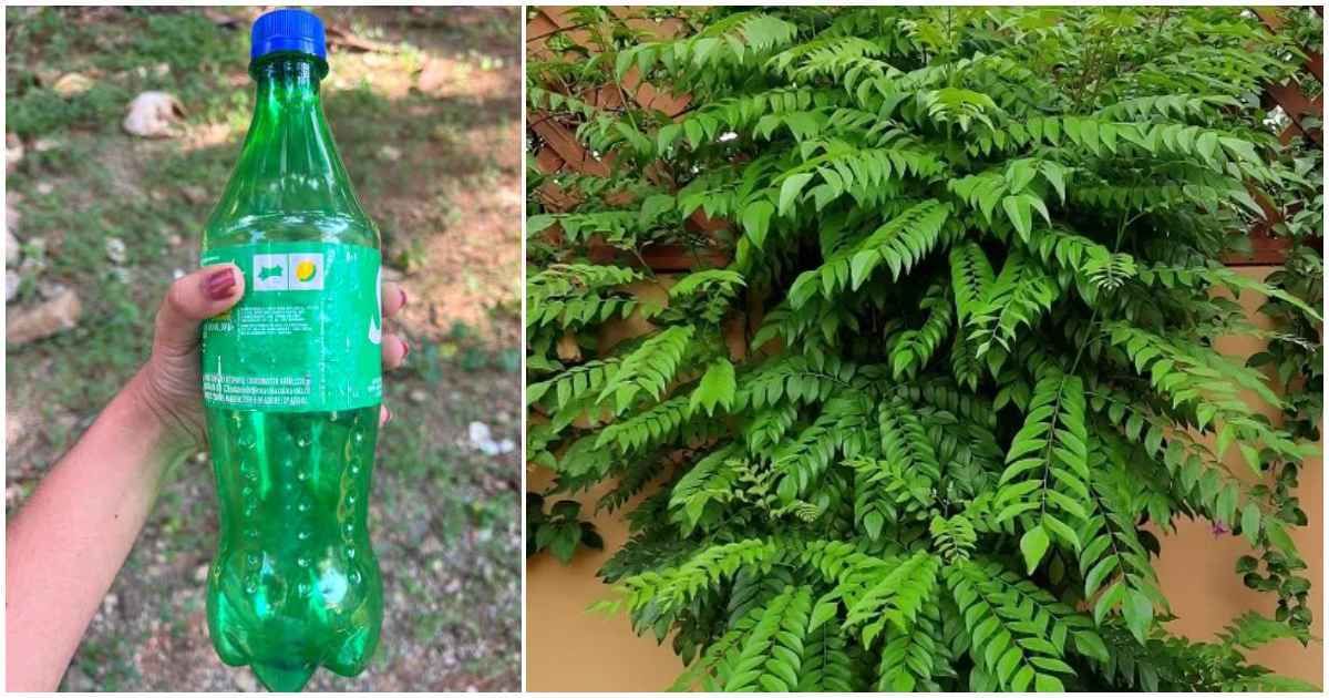 Curry leaves cultivation using bottle