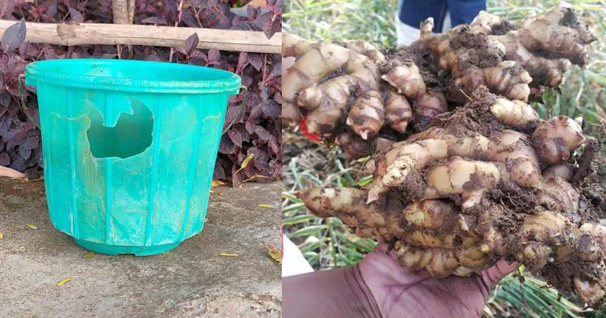 Easy Ginger cultivation using old bucket
