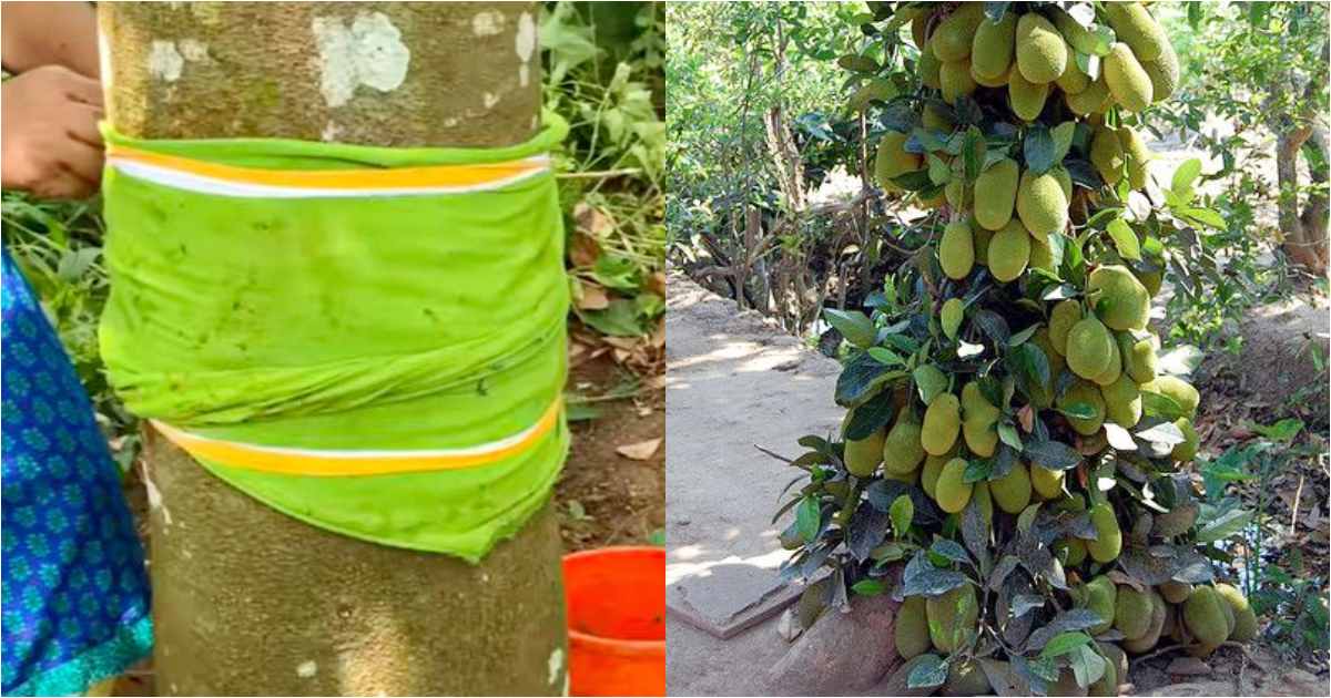 Easy Jackfruit Cultivation using old cloth