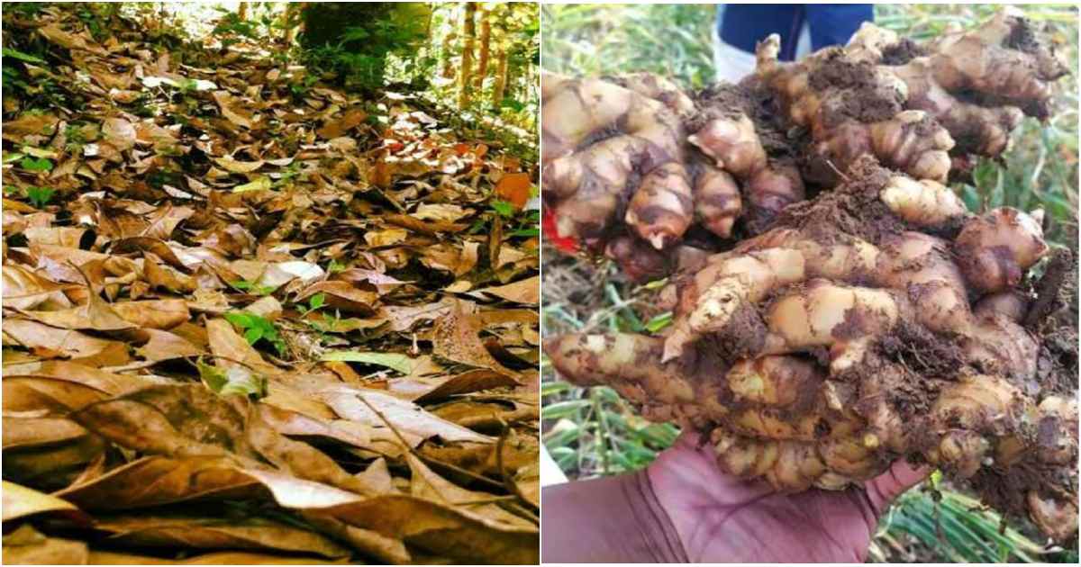 Ginger cultivation using kariyila