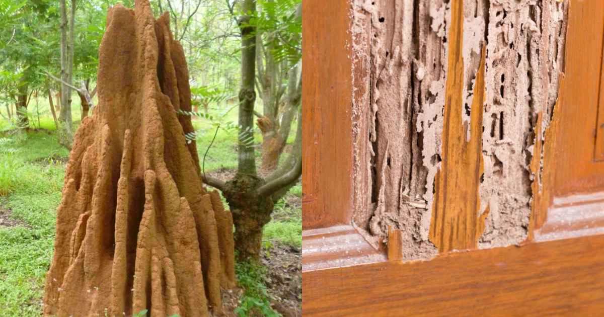 How to remove termites from home