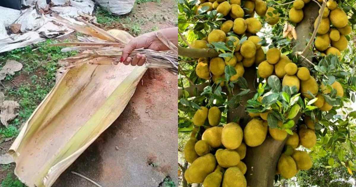 Jackfruit Cultivation Using Pala