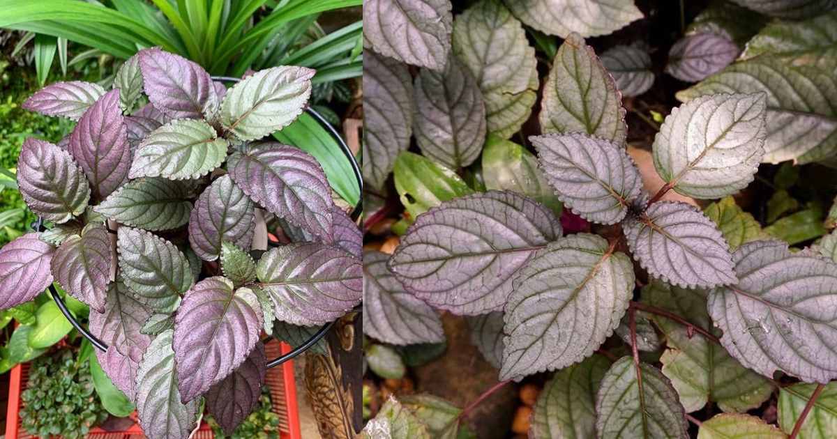 Murikutti plant health benefits