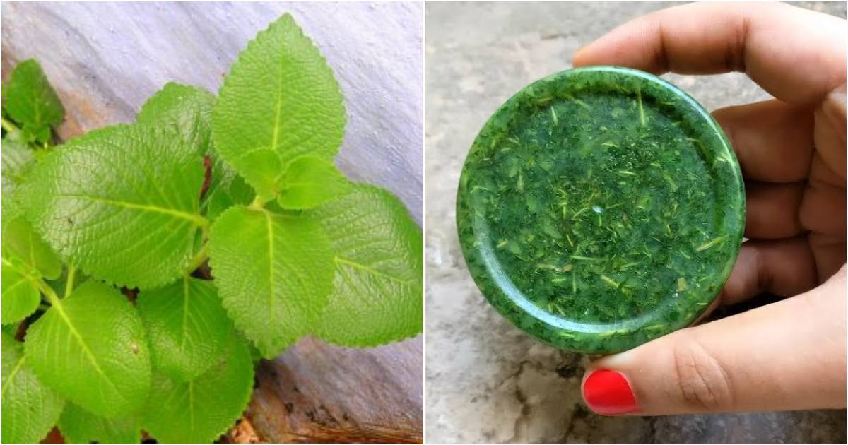 Panikurka leaf Ayurvedic Soap making