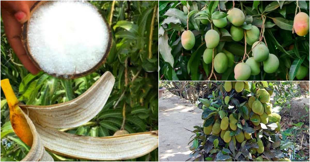 Salt and banana peel for mango tree cultivation