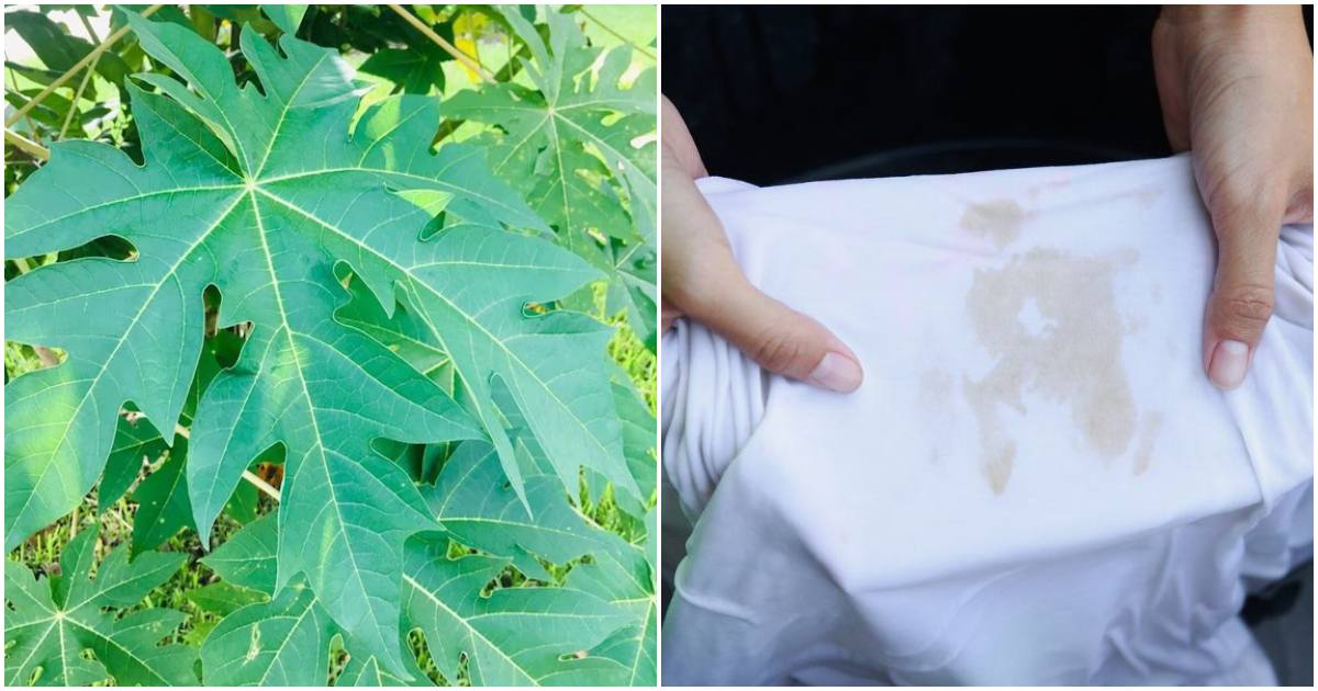 Stain Removal tips using Papaya Leaf