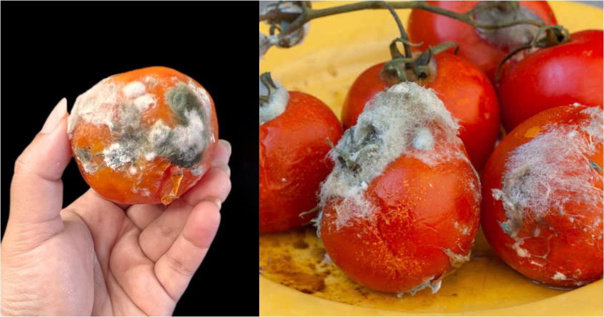 Tip to reuse Tomato waste
