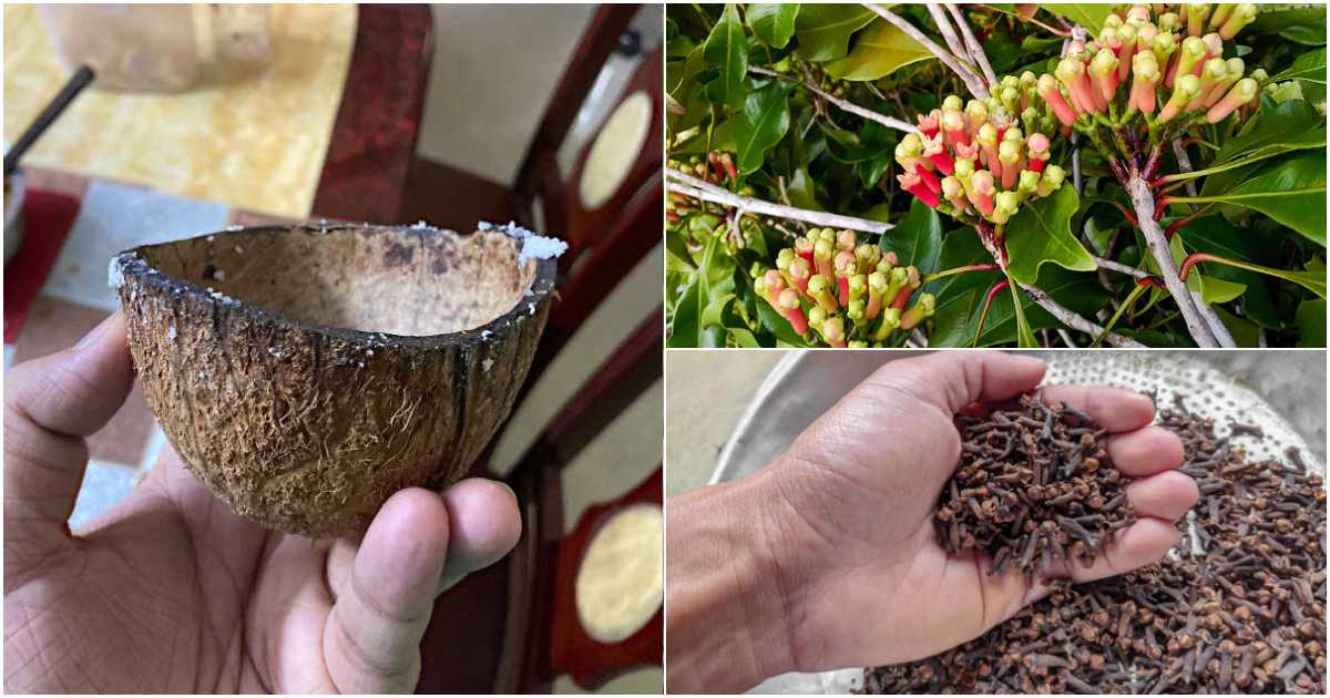 Cloves cultivation using coconut shell