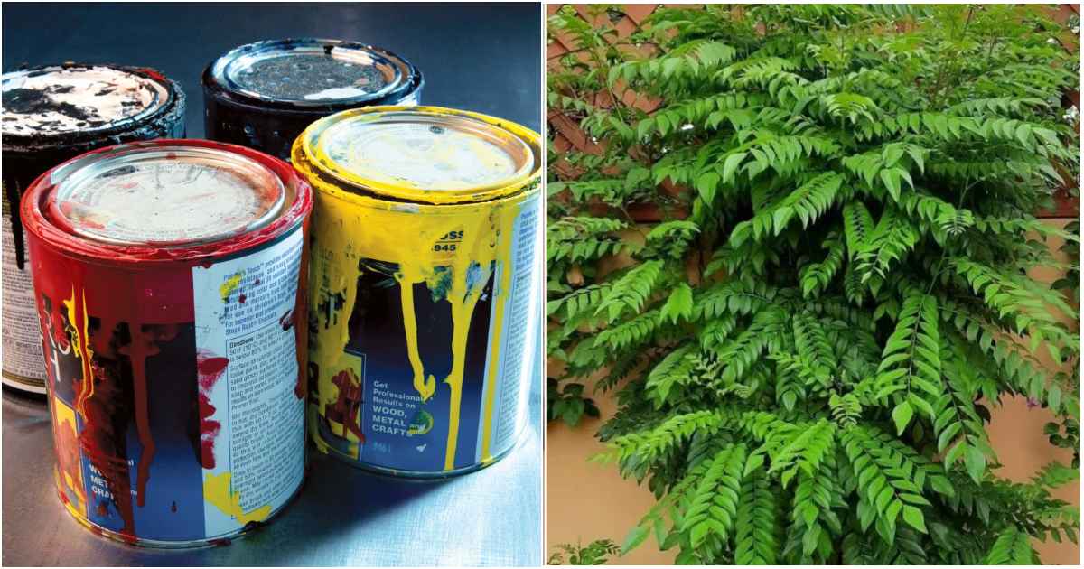 Curry leaves cultivation using old paint bottle