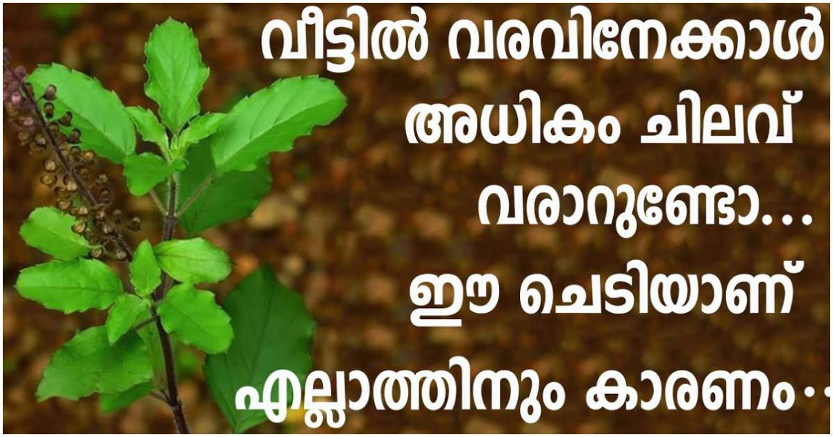 Kerala vastu about tulsi plant