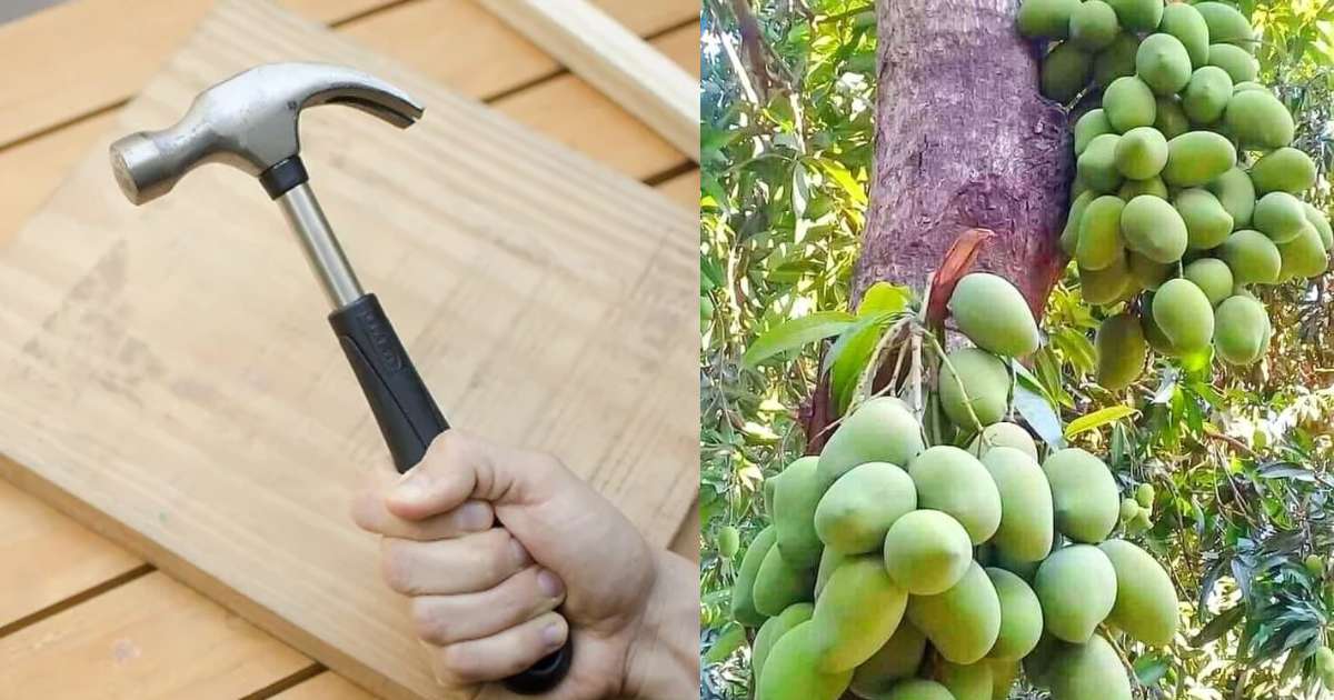 Mango tree cultivation using hammer