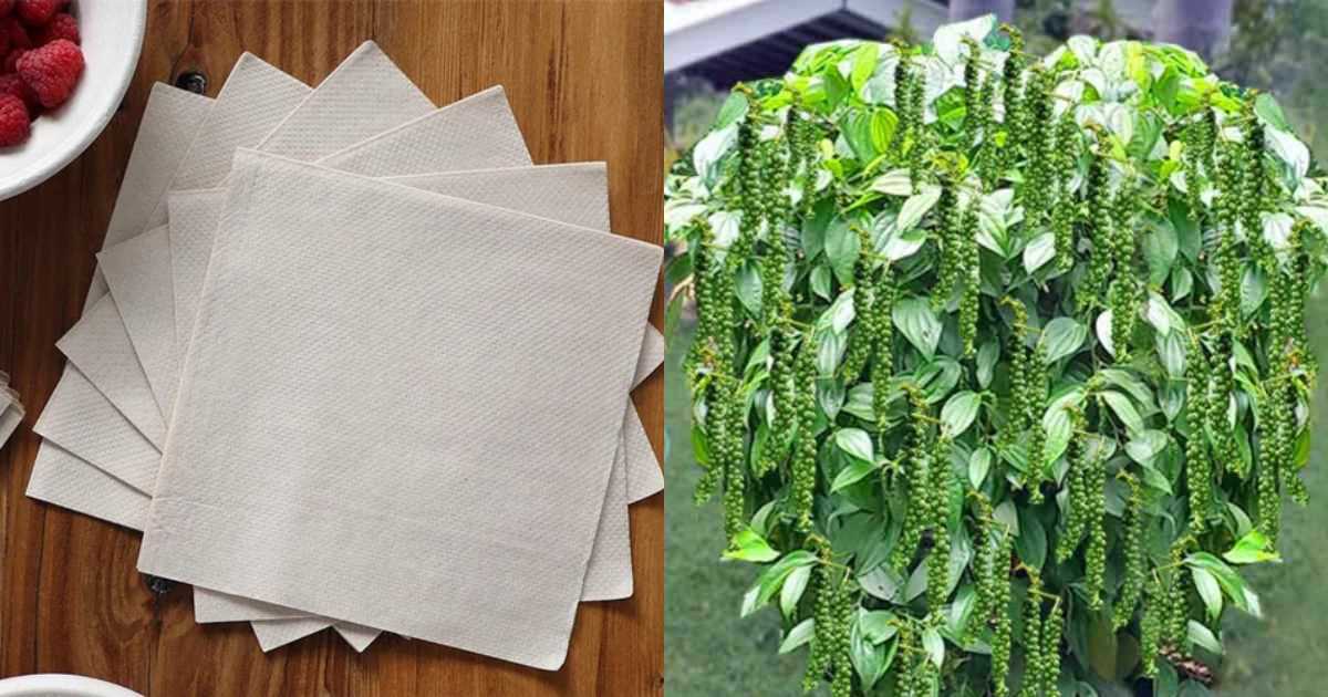 Pepper Cultivation tips using Tissue Paper