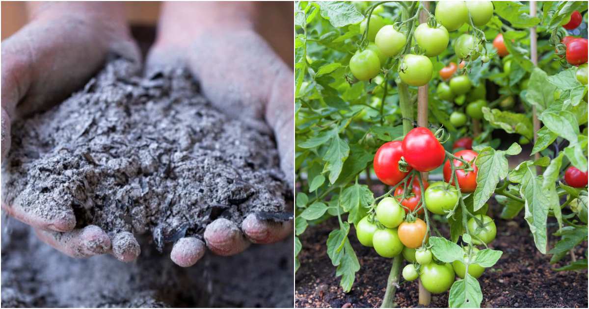 Tomato cultivation using Ash