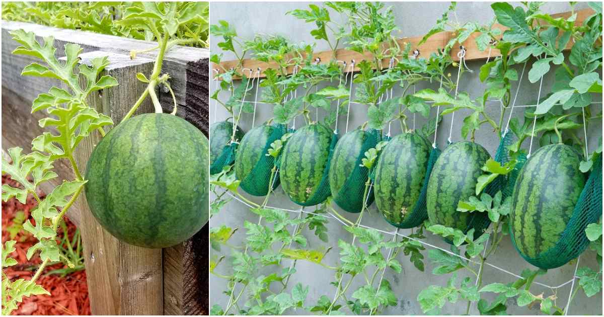 Watermelon cultivation easy tips