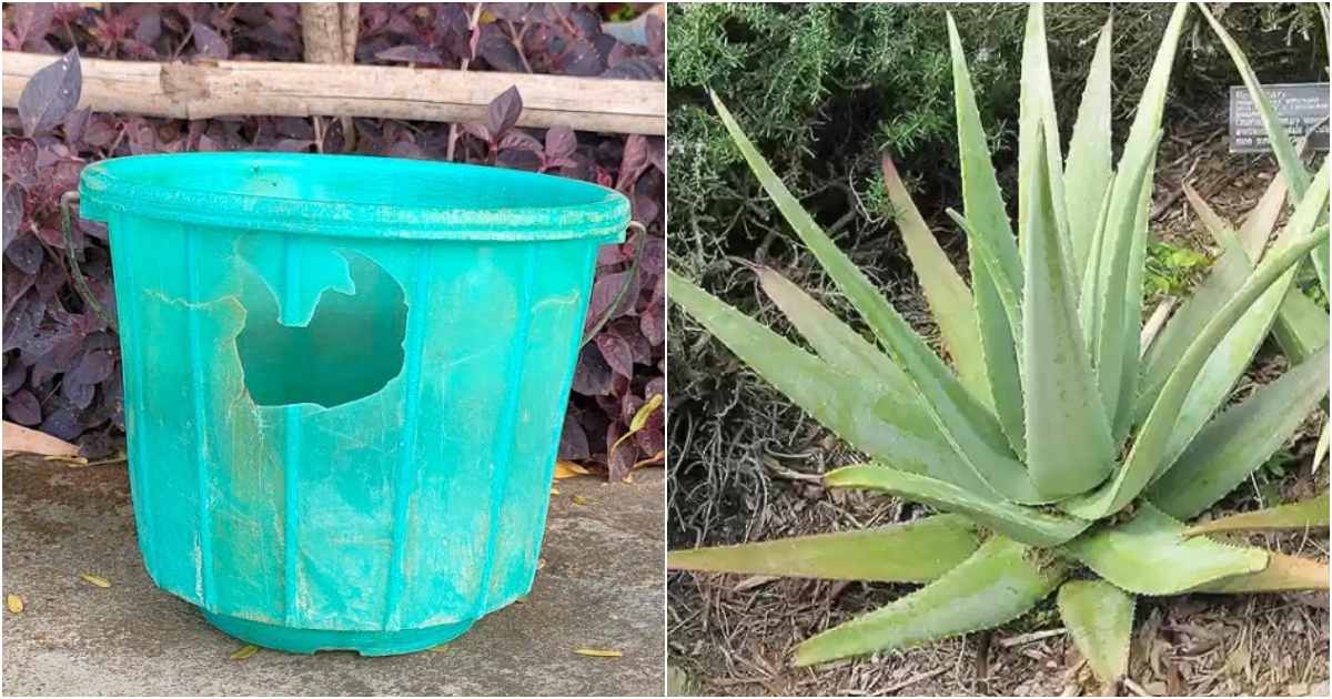 Aloevera cultivation tips using old bucket