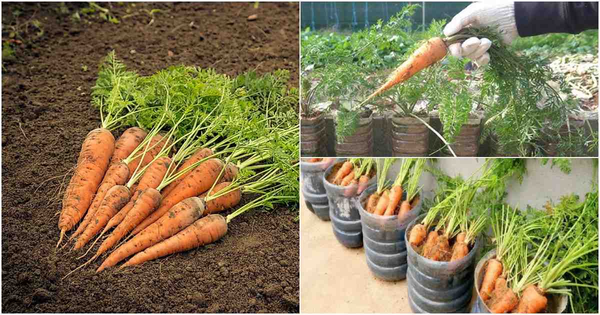 Carrot Cultivation using bottle