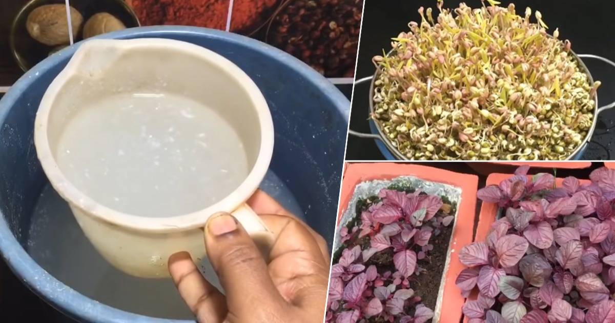 Cheera Cultivation easy tips at home