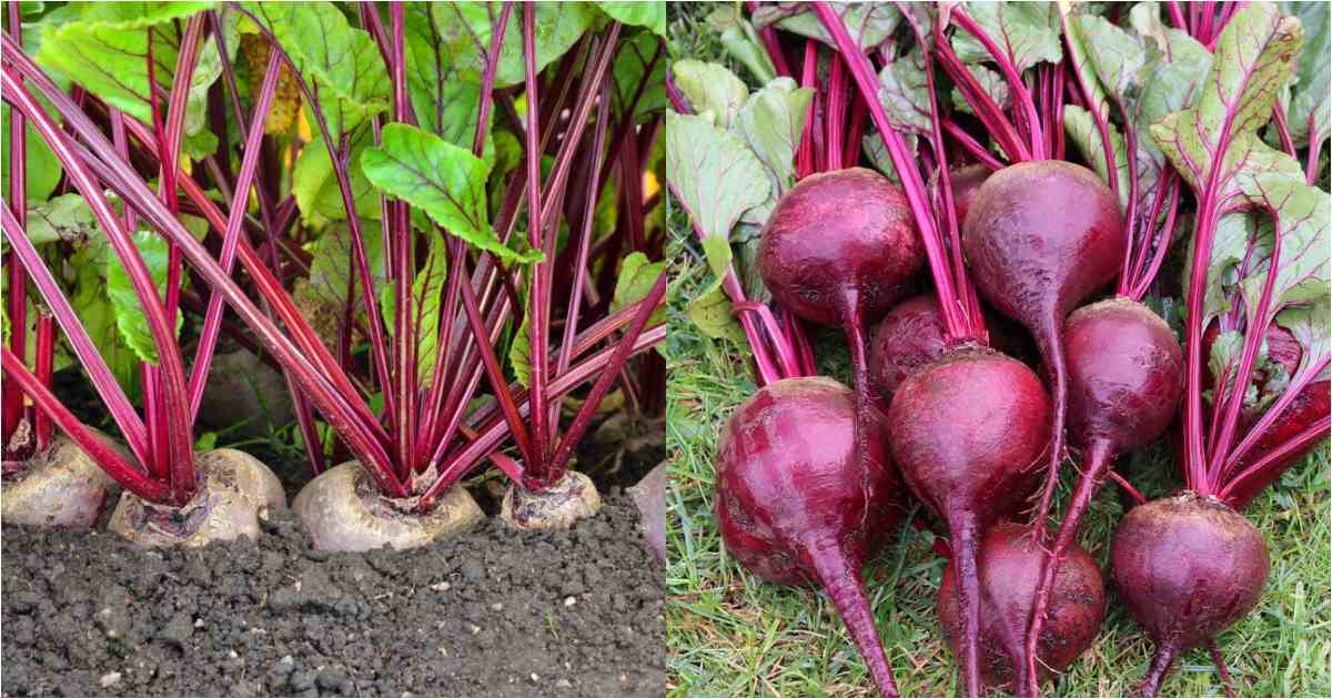Easy Beetroot cultivation
