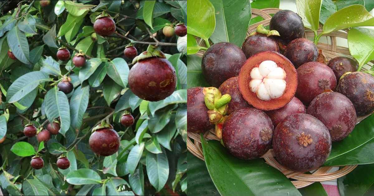 Easy Mangosteen Cultivation tips