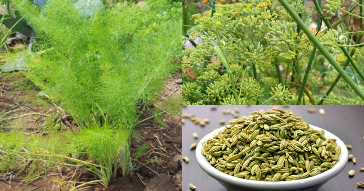 Fennel Seeds cultivation tips