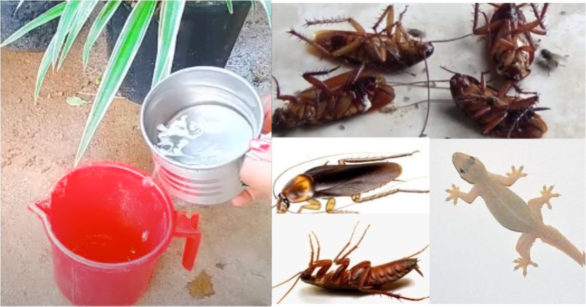 Get rid of Cockroach and rats using vinegar
