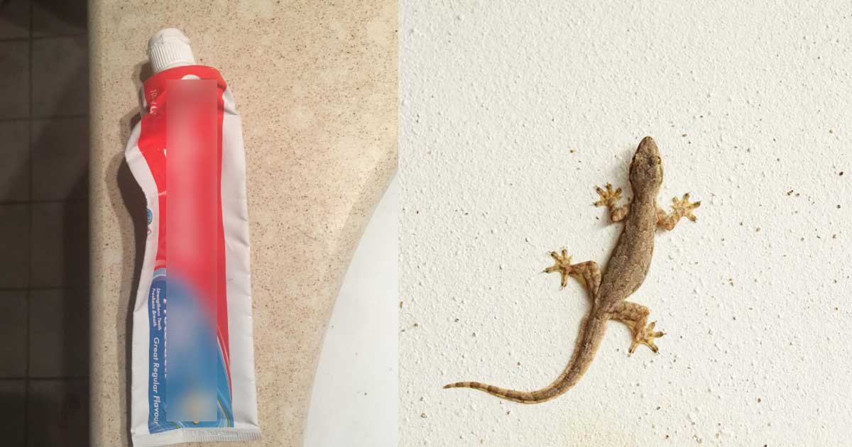 Get rid of lizard using empty tooth paste