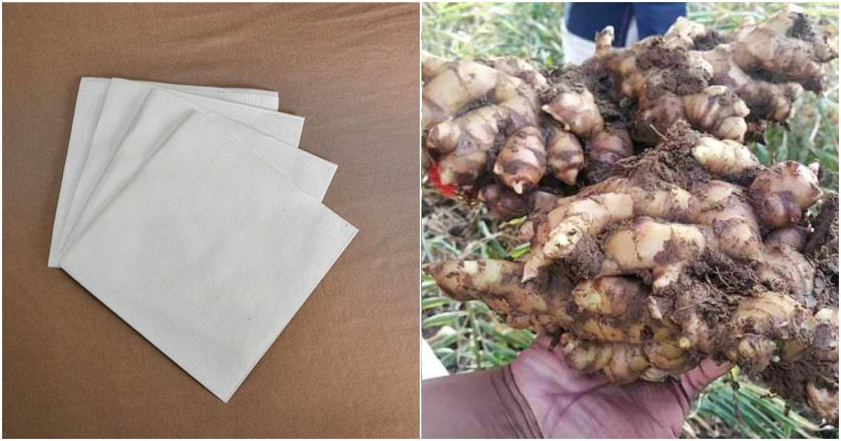 Ginger cultivation using Tissue paper