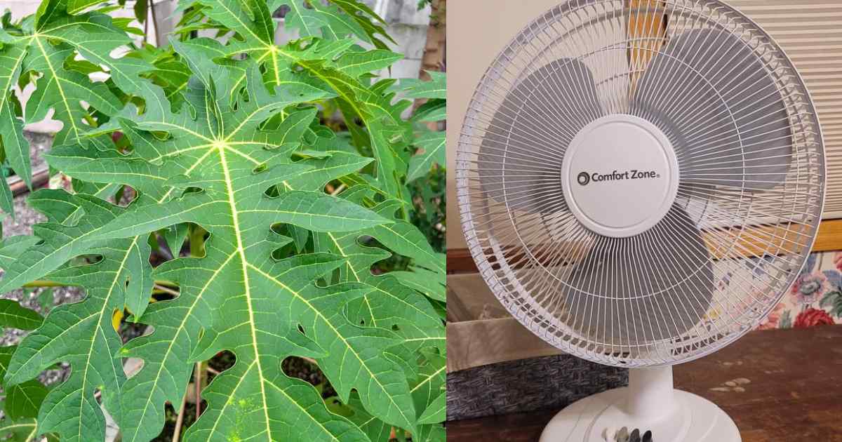 Papaya Leaf to reduce room temperature