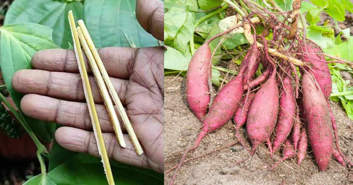 Sweet potatto easy cultivation tips