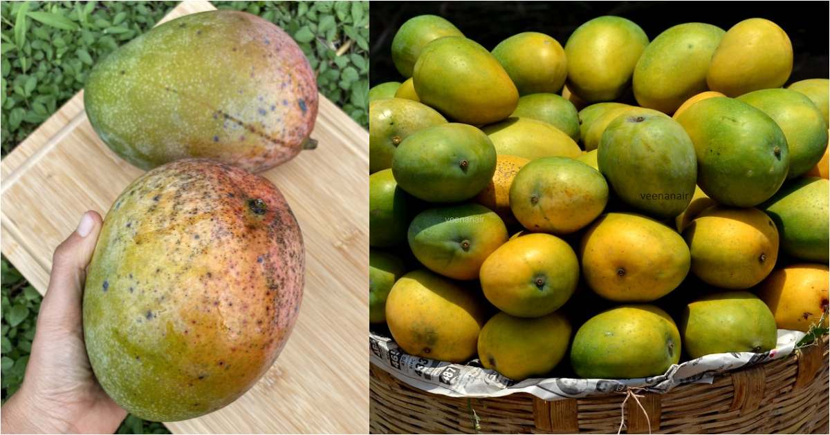 Tips to avoid worms from Mangoes