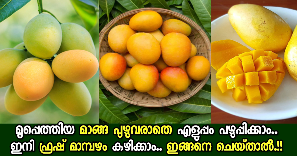 To solve Mango insects problem